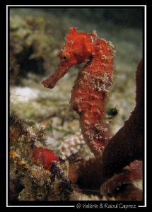Hippocampus kuda arround Komodo island. by Raoul Caprez 